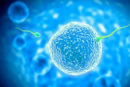 试管代生女孩:10周胎儿发育标准是多少？10周胎儿的发育情况