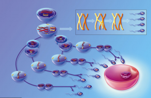 深圳第三代哪边可以代生套餐价格表！促排有什么好处！