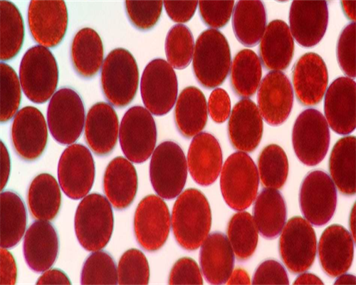 代生孩子服务:孕晚期小便有果冻状分泌物