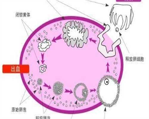 [贵阳卵巢早衰医院排名]2026贵阳卵巢早衰做代生网价格表医院大全