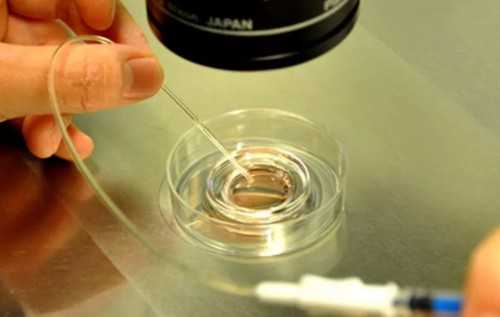 代生宝宝咨询胚胎如何养成囊胚