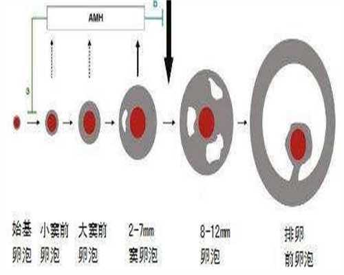 泰国代生公司在哪价格明细，附上代生公司在哪流程参考